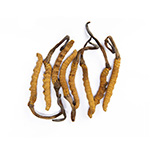 Cordyceps Sinensis