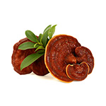 Ganoderma lucidum